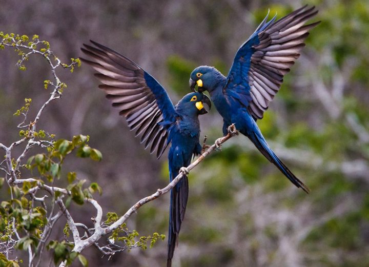 Turismo da Bahia lança primeiro roteiro integrado de observação de aves do Brasil