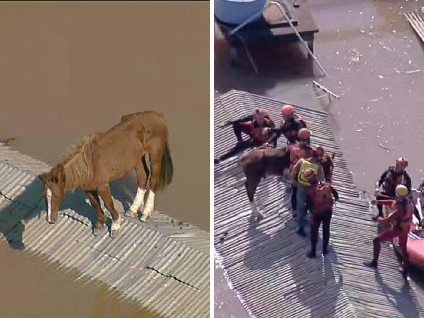 Cavalo ilhado em Canoas, no Rio Grande do Sul, é resgatado pelo Exército. Veja vídeo