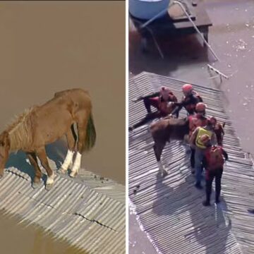 Cavalo ilhado em Canoas, no Rio Grande do Sul, é resgatado pelo Exército. Veja vídeo