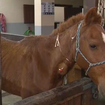 Cavalo Caramelo, resgatado no Rio Grande do Sul, tem quadro de saúde estável
