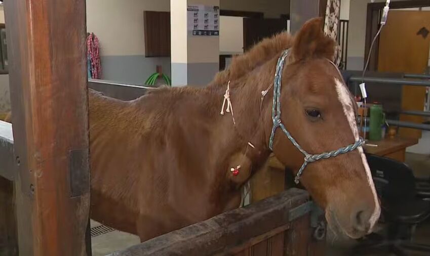 Cavalo Caramelo, resgatado no Rio Grande do Sul, tem quadro de saúde estável