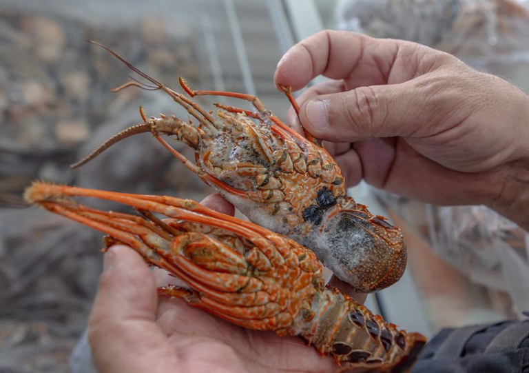 Defeso: Governo fixa limite para captura de lagostas na costa brasileira