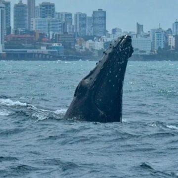 Elas chegaram! Baleias-jubarte estão em águas brasileiras e já foram avistadas na Bahia