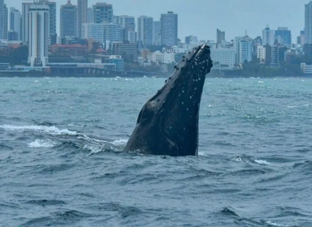 Elas chegaram! Baleias-jubarte estão em águas brasileiras e já foram avistadas na Bahia