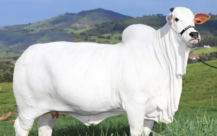 Bezerra da vaca mais cara do mundo será leiloada e renda será revertida em prol do Rio Grande do Sul