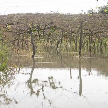 Alagamentos no RS destruíram ao menos 500 hectares de vinhedos: ‘a perda vai ser grande’