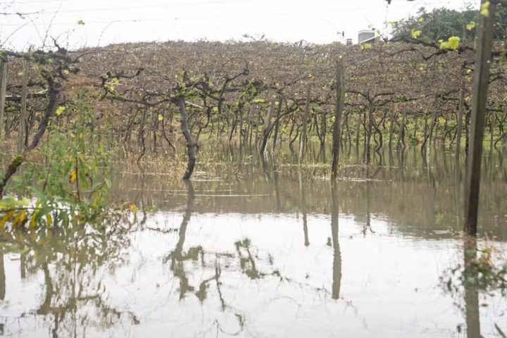 Alagamentos no RS destruíram ao menos 500 hectares de vinhedos: ‘a perda vai ser grande’