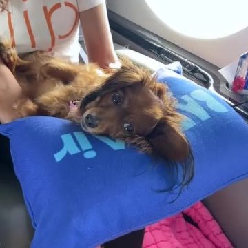 Companhia aérea lança voos de luxo para cachorros com direito a spa a bordo