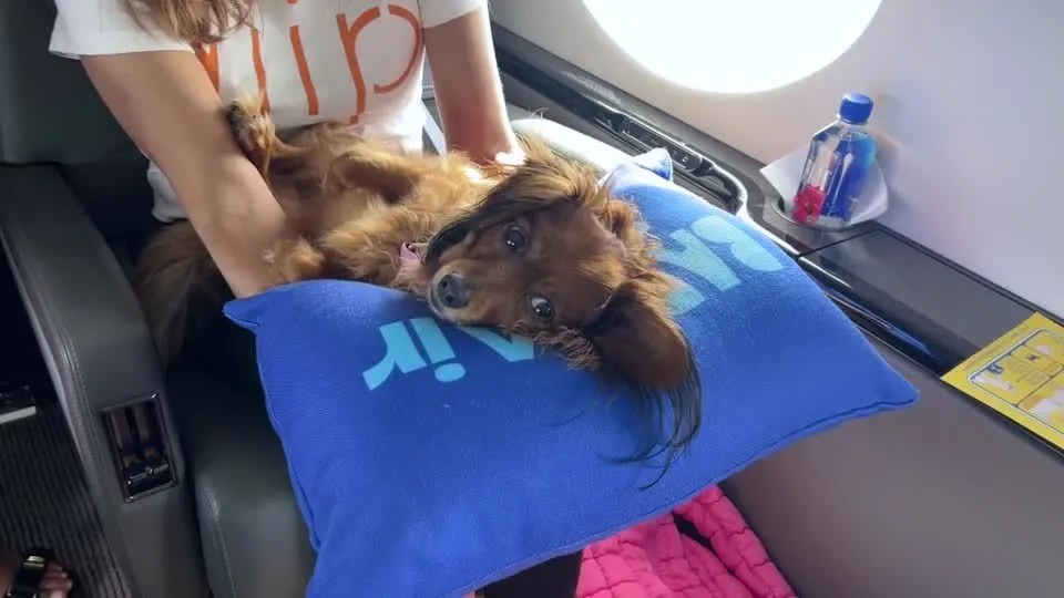 Companhia aérea lança voos de luxo para cachorros com direito a spa a bordo