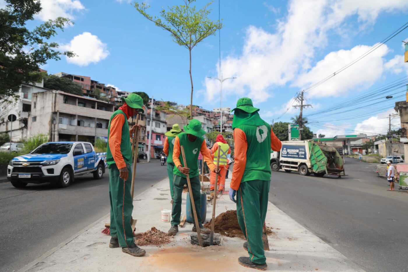 Avenida Suburbana, em Salvador, recebe plantio de 50 novas árvores