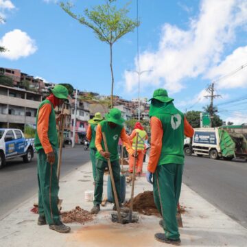 Avenida Suburbana, em Salvador, recebe plantio de 50 novas árvores