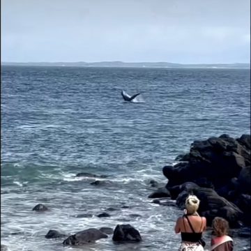 Baleia jubarte é avistada na praia do Porto da Barra, em Salvador; veja vídeo