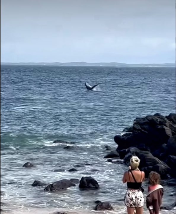 Baleia jubarte é avistada na praia do Porto da Barra, em Salvador; veja vídeo