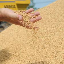 CNA vai ao Supremo: Confederação da Agricultura é contra importação de arroz pelo governo