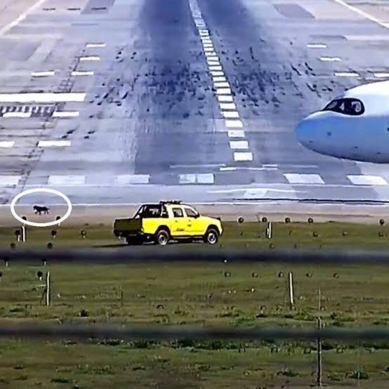 Cachorro invade pista em Aeroporto de Guarulhos