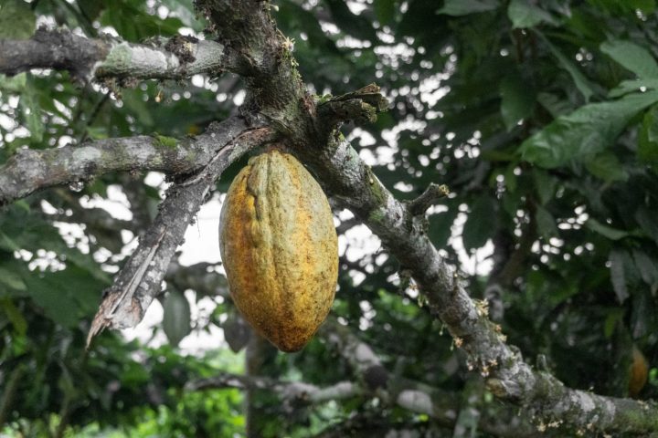 Lei que cria selo de sustentabilidade para cultura do cacau é sancionada