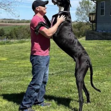 Medindo quase 1 metro, cachorro mais alto do mundo é reconhecido pelo Guiness