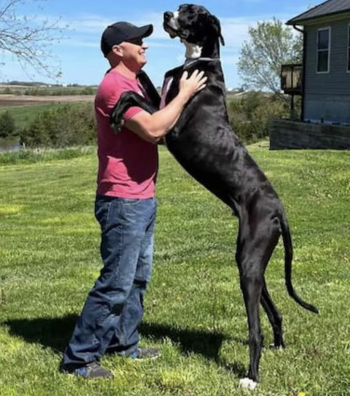 Medindo quase 1 metro, cachorro mais alto do mundo é reconhecido pelo Guiness