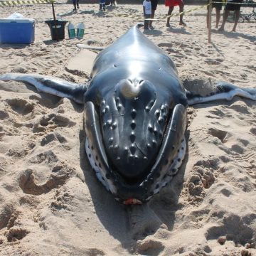 Pesquisadora quer criar geladeira para cérebros de baleias na Bahia