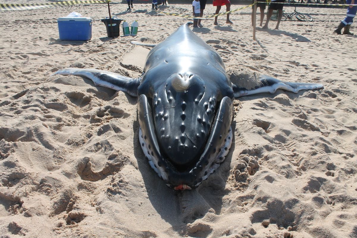 Pesquisadora quer criar geladeira para cérebros de baleias na Bahia