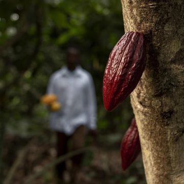 Dia do Chocolate: Bahia lidera tradição cacaueira e impulsiona produção sustentável no Brasil