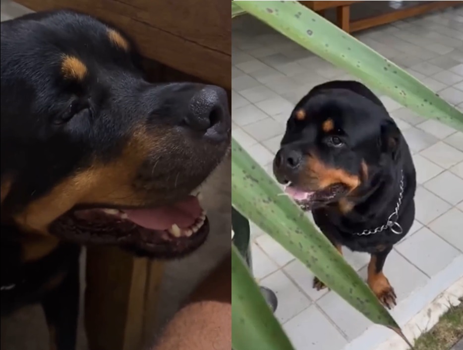 Além dos cães de Cauã Reymond, 40 animais podem ter sido envenenados no Rio