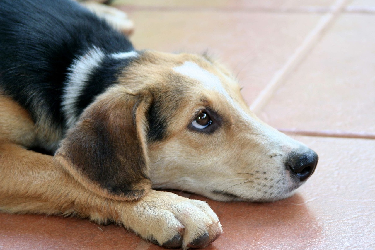 Entre fogueiras e fogos, saiba como cuidar dos pets no período das festas juninas