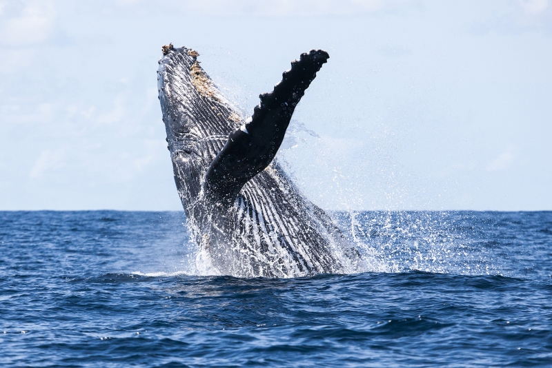 Temporada de observação de baleias jubarte em Salvador começa em julho; saiba como aproveitar