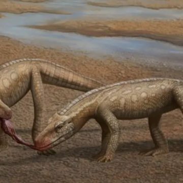 Réptil que viveu há 237 milhões de anos é descoberto no Brasil