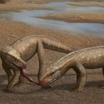 Réptil que viveu há 237 milhões de anos é descoberto no Brasil