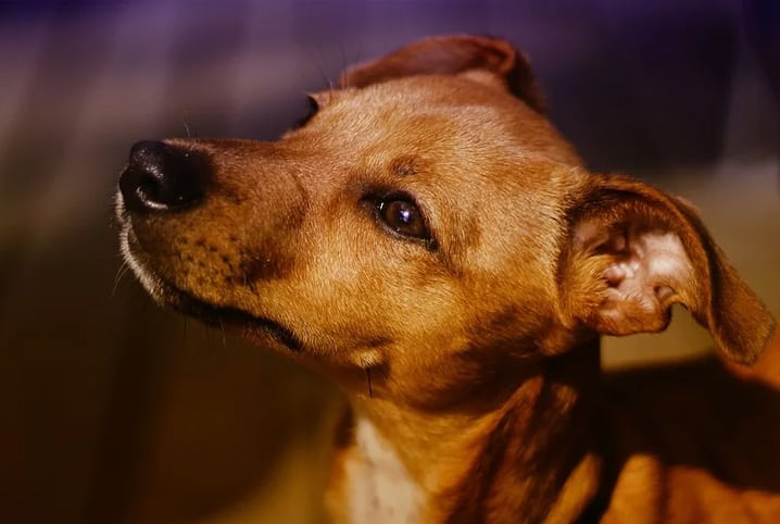 Cachorro Caramelo vai estrelar novo filme da Netflix