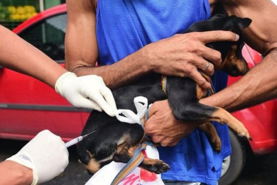 Shopping Barra oferecerá vacinação antirrábica gratuita para pets