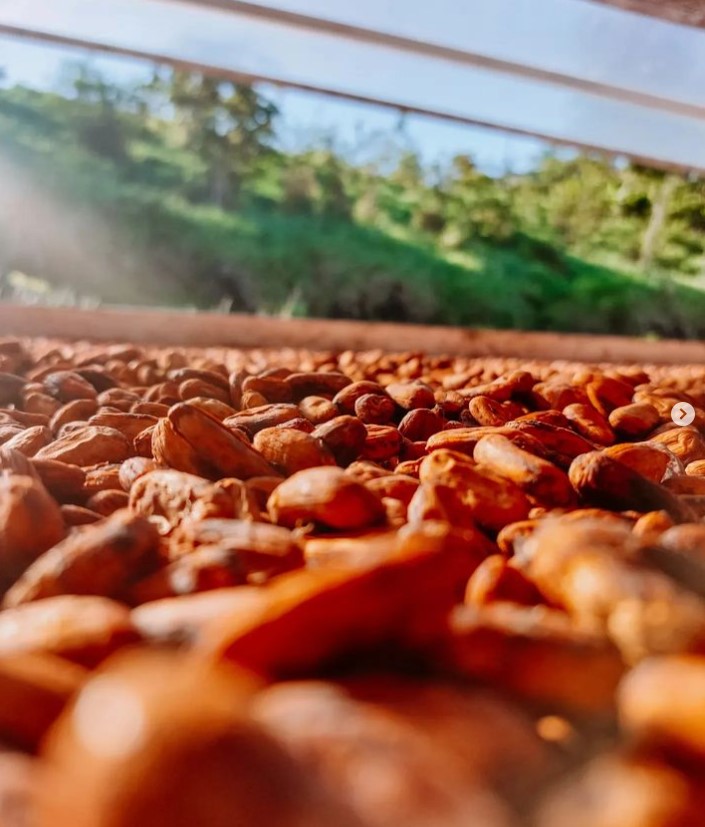 Chocolat Festival acontece até domingo em Ilhéus; saiba mais e conheça o turismo em torno da Estrada do Chocolate