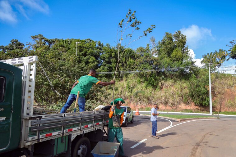 Mais de 10 mil mudas de árvores nativas da Mata Atlântica foram plantadas em Salvador em 2024