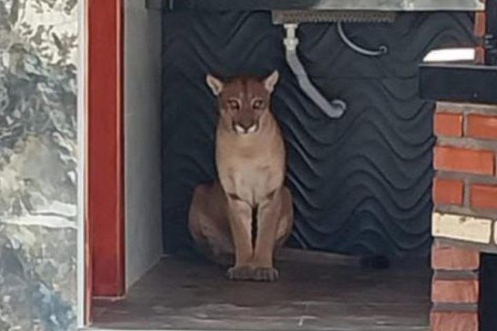 Onça-parda é resgatada em banheiro de sítio na Bahia e assusta moradores; veja o vídeo