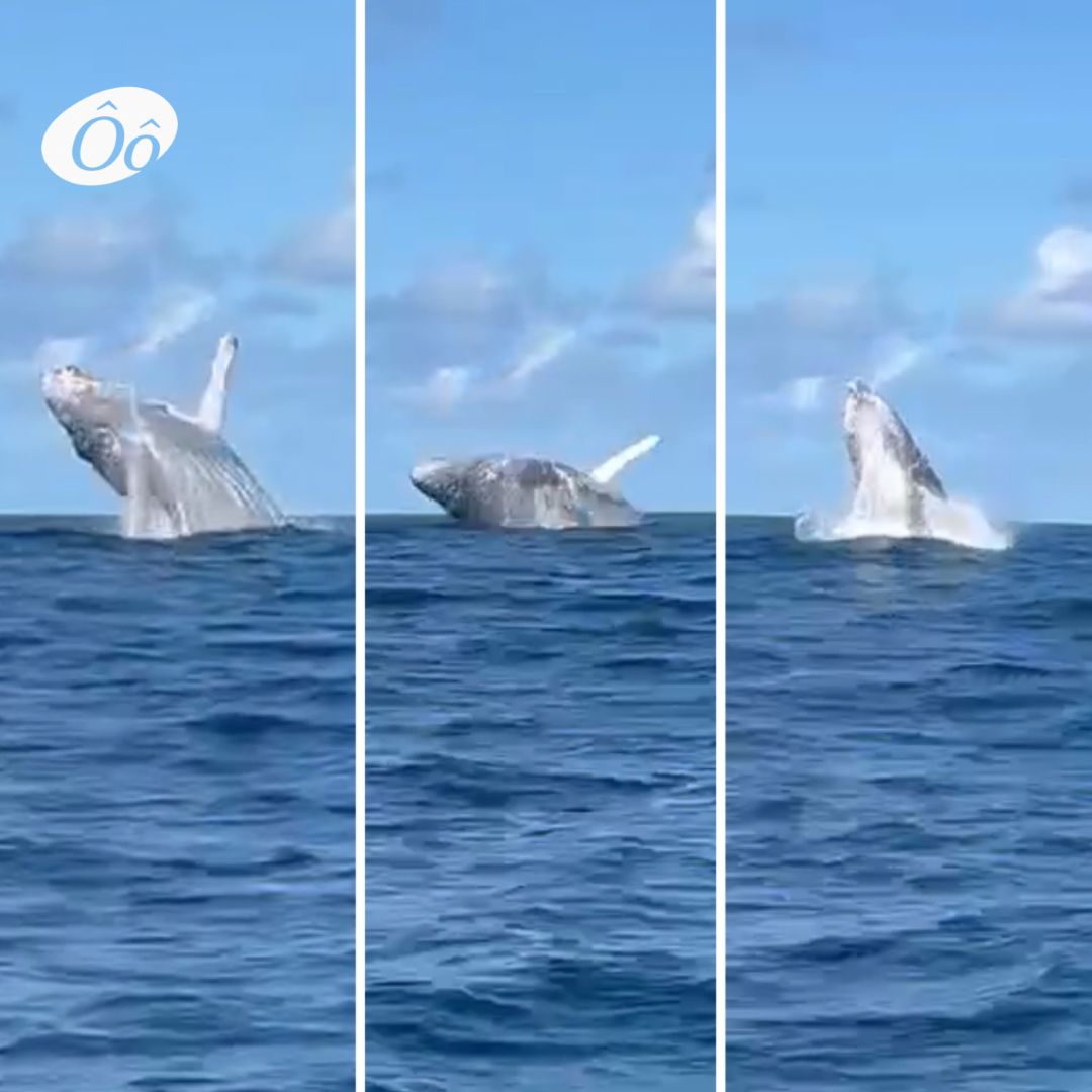 Baleia jubarte faz espetáculo na Praia do Forte e impressiona turistas; veja vídeo