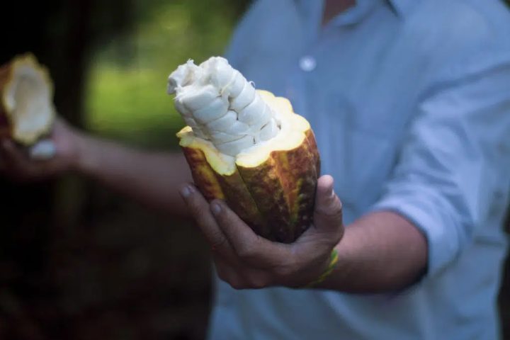 Cidade na Bahia está entre os 5 destinos brasileiros mais recomendados para comer chocolate, afirma levantamento