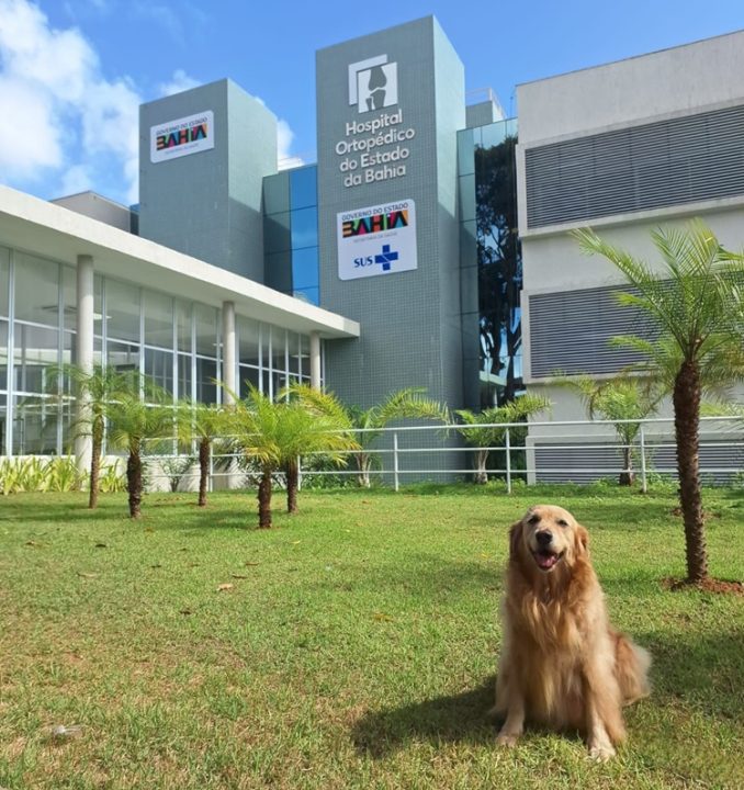 Gerido pelo Einstein, Hospital Ortopédico do Estado implementa Terapia Assistida por Animais; entenda