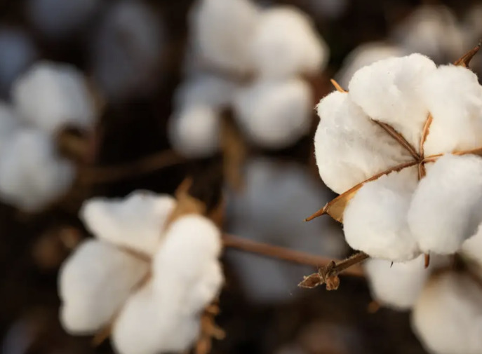Pela primeira vez, Brasil se torna o maior exportador de algodão do mundo