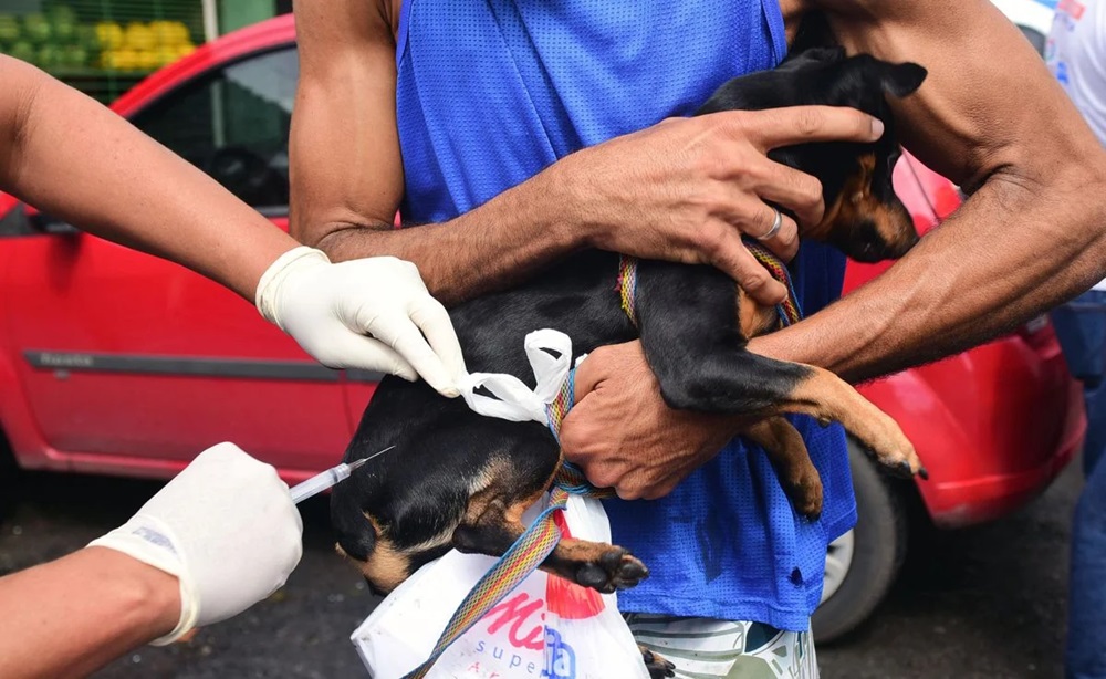 Campanha de vacinação para cães e gatos começa nesta segunda-feira (8)