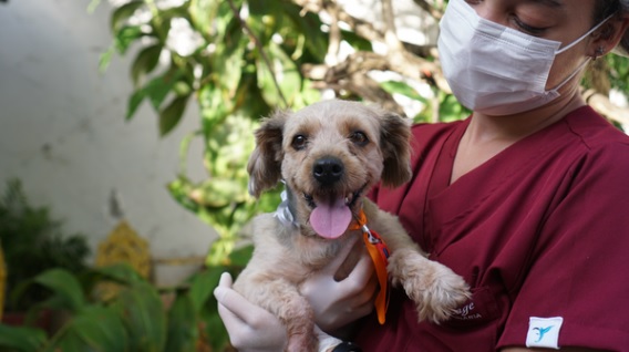 Dia do Vira-lata: Salvador tem, pelo menos, 710 cães para adoção; veja onde adotar