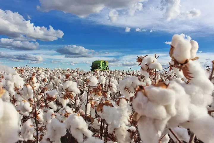 Brasil ultrapassa EUA e se torna maior exportador de algodão do mundo