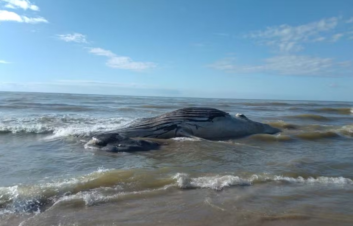 Baleia jubarte é encontrada morta em praia do sul da Bahia