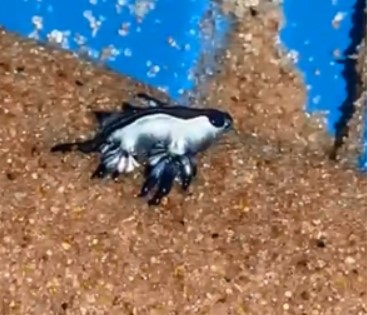 ‘Dragão azul’ é avistado em praia do Litoral Norte; especialistas tiram dúvidas sobre espécie