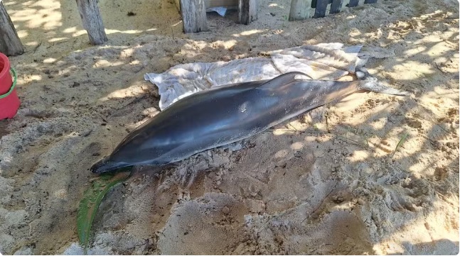 Golfinho é resgatado após encalhe em Trancoso; animal tinha mordida de tubarão