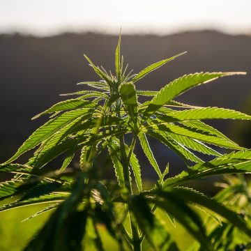 Embrapa pede autorização à Anvisa para plantio de cannabis