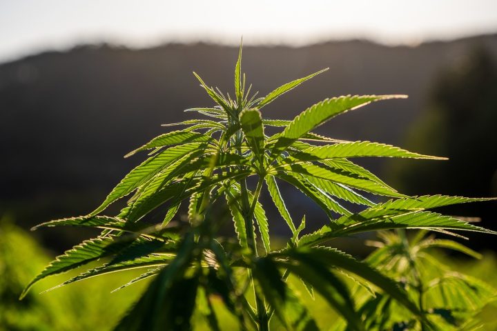 Embrapa pede autorização à Anvisa para plantio de cannabis