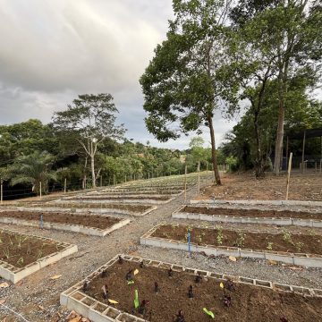 Horta Comercial Agroecológica de Salvador é inaugurada e deve produzir 3 mil hortaliças