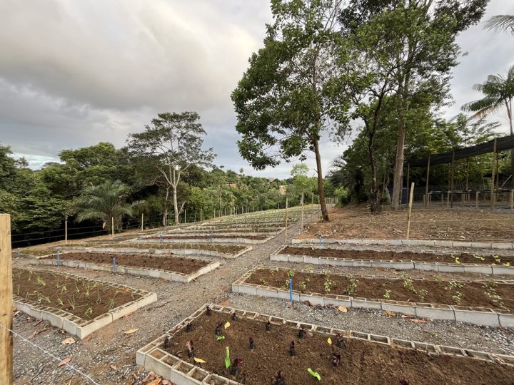 Horta Comercial Agroecológica de Salvador é inaugurada e deve produzir 3 mil hortaliças