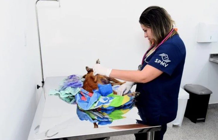 Hospital Veterinário registra mais de 50 mil serviços realizados em Salvador